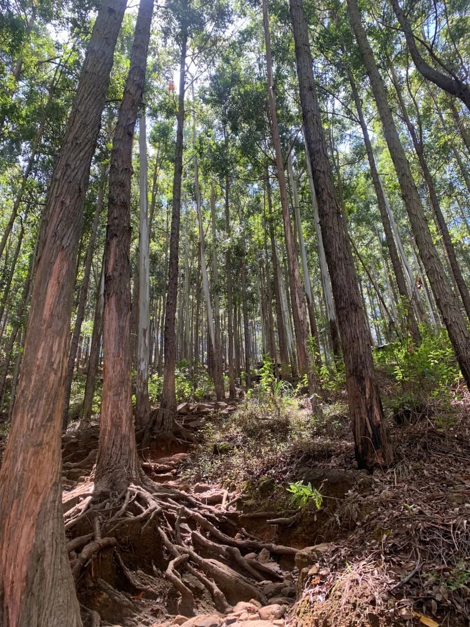 Forest Hike Trail